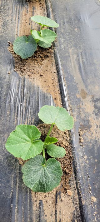 양선옥님의 그동안 생산한 농작물은? · 참여글 작성글 사진