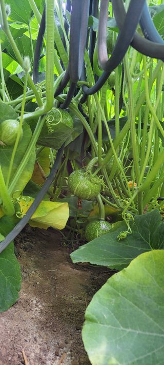 양선옥님의 그동안 생산한 농작물은? · 참여글 작성글 사진