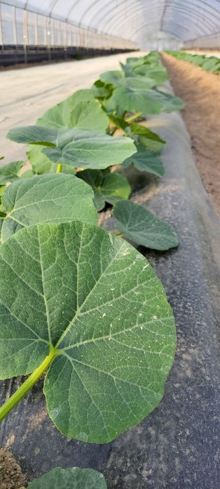 양선옥님의 그동안 생산한 농작물은? · 참여글 작성글 사진