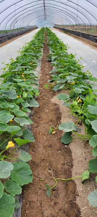 양선옥님의 그동안 생산한 농작물은? · 참여글 작성글 사진