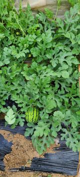 팜모닝 그동안 생산한 농작물은?·참여글 게시글 이미지