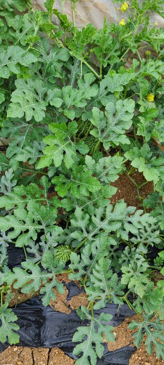 얼룩무늬님의 그동안 생산한 농작물은? · 참여글 작성글 사진