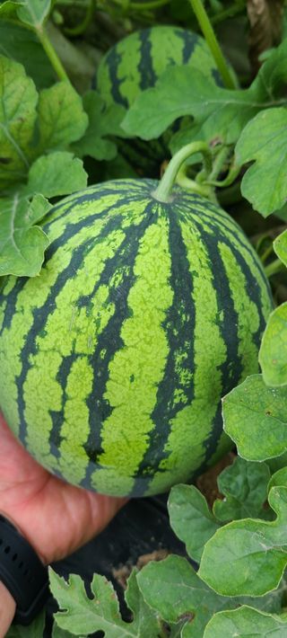 얼룩무늬님의 그동안 생산한 농작물은? · 참여글 작성글 사진