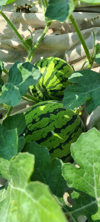 얼룩무늬님의 그동안 생산한 농작물은? · 참여글 작성글 사진