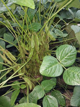 박영선님의 그동안 생산한 농작물은? · 참여글 작성글 사진