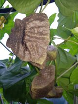 팜모닝 그동안 생산한 농작물은?·참여글 게시글 이미지