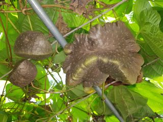 시금치18078님의 그동안 생산한 농작물은? · 참여글 작성글 사진