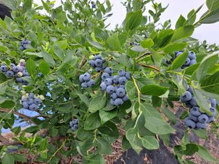 이재국님의 그동안 생산한 농작물은? · 참여글 작성글 사진