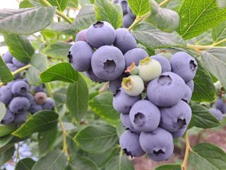 이재국님의 그동안 생산한 농작물은? · 참여글 작성글 사진