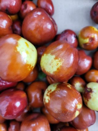 김영아님의 그동안 생산한 농작물은? · 참여글 작성글 사진