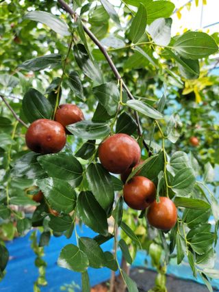 김영아님의 그동안 생산한 농작물은? · 참여글 작성글 사진