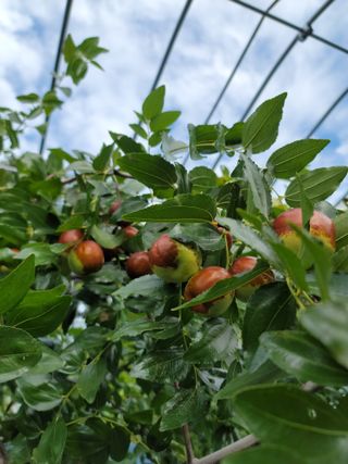 김영아님의 그동안 생산한 농작물은? · 참여글 작성글 사진