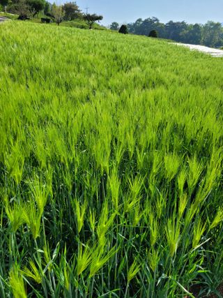 장미부인님의 그동안 생산한 농작물은? · 참여글 작성글 사진