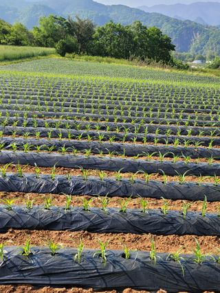 장미부인님의 그동안 생산한 농작물은? · 참여글 작성글 사진