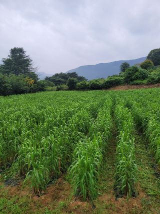 장미부인님의 그동안 생산한 농작물은? · 참여글 작성글 사진