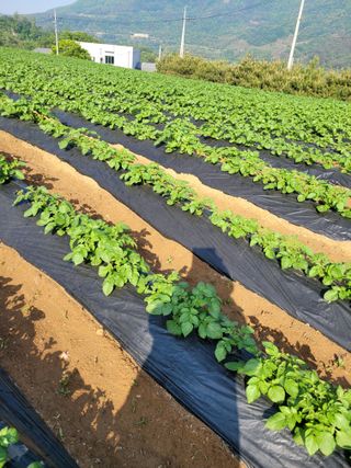 장미부인님의 그동안 생산한 농작물은? · 참여글 작성글 사진