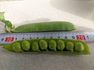 주희님의 그동안 생산한 농작물은? · 참여글 작성글 사진