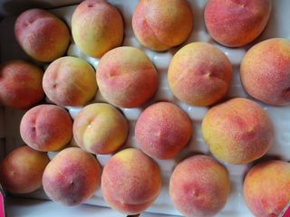 자두농부 6207님의 그동안 생산한 농작물은? · 참여글 작성글 사진