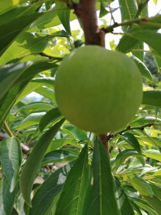 자두농부 6207님의 그동안 생산한 농작물은? · 참여글 작성글 사진