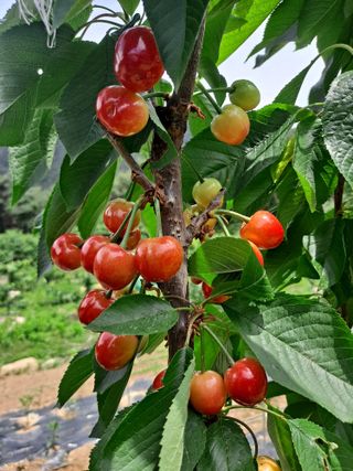 박성균님의 그동안 생산한 농작물은? · 참여글 작성글 사진