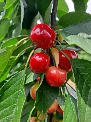 박성균님의 그동안 생산한 농작물은? · 참여글 작성글 사진