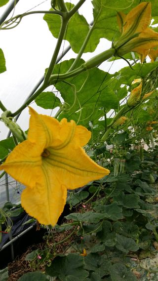 박동자님의 그동안 생산한 농작물은? · 참여글 작성글 사진