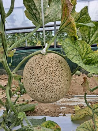 박동자님의 그동안 생산한 농작물은? · 참여글 작성글 사진