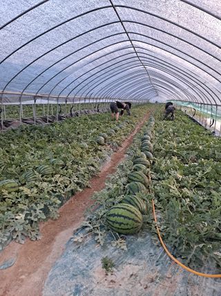 박동자님의 그동안 생산한 농작물은? · 참여글 작성글 사진