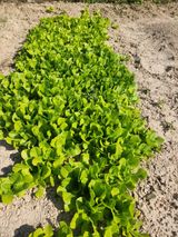 팜모닝 그동안 생산한 농작물은?·참여글 게시글 이미지