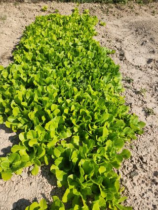 여수돌산 초보농부님의 그동안 생산한 농작물은? · 참여글 작성글 사진