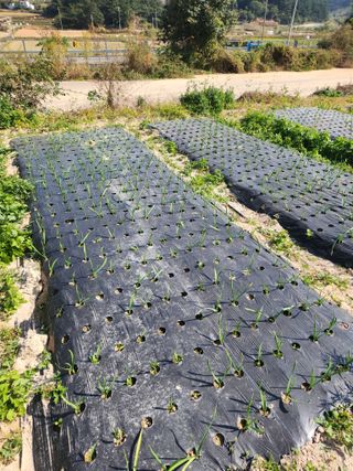 여수돌산 초보농부님의 그동안 생산한 농작물은? · 참여글 작성글 사진