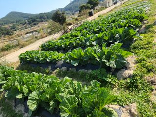 여수돌산 초보농부님의 그동안 생산한 농작물은? · 참여글 작성글 사진