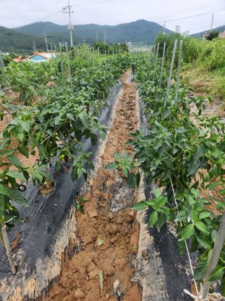 여수돌산 초보농부님의 그동안 생산한 농작물은? · 참여글 작성글 사진