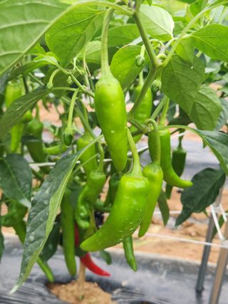 여수돌산 초보농부님의 그동안 생산한 농작물은? · 참여글 작성글 사진