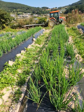 여수돌산 초보농부님의 그동안 생산한 농작물은? · 참여글 작성글 사진