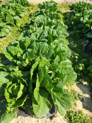 여수돌산 초보농부님의 그동안 생산한 농작물은? · 참여글 작성글 사진