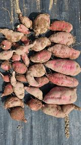 팜모닝 그동안 생산한 농작물은?·참여글 게시글 이미지