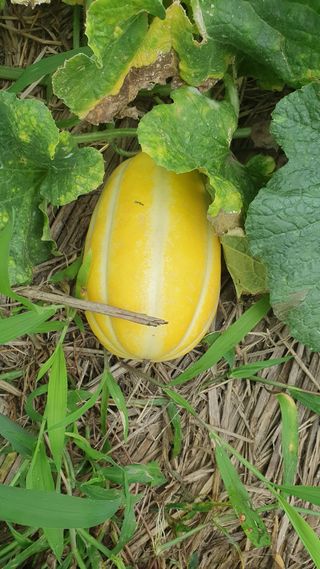 포도bk님의 그동안 생산한 농작물은? · 참여글 작성글 사진