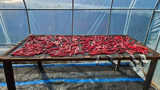 포도bk님의 그동안 생산한 농작물은? · 참여글 작성글 사진