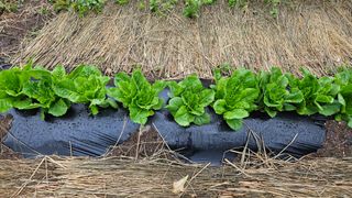 포도bk님의 그동안 생산한 농작물은? · 참여글 작성글 사진