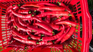 포도bk님의 그동안 생산한 농작물은? · 참여글 작성글 사진