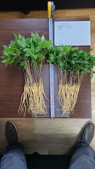 채종원님의 그동안 생산한 농작물은? · 참여글 작성글 사진