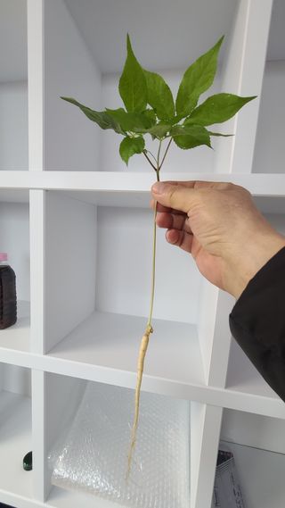 채종원님의 그동안 생산한 농작물은? · 참여글 작성글 사진