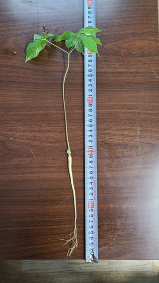 채종원님의 그동안 생산한 농작물은? · 참여글 작성글 사진