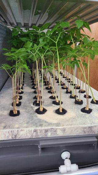 채종원님의 그동안 생산한 농작물은? · 참여글 작성글 사진