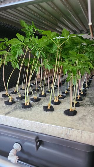 채종원님의 그동안 생산한 농작물은? · 참여글 작성글 사진