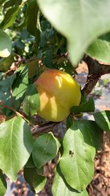 팜모닝 그동안 생산한 농작물은?·참여글 게시글 이미지