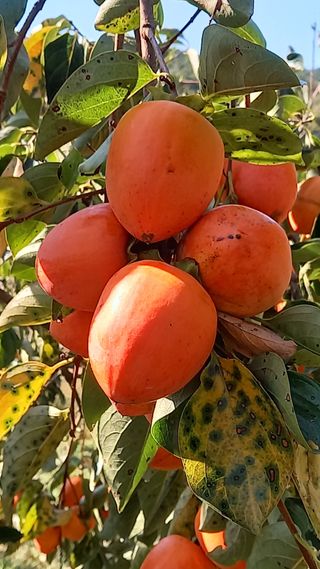 반디불농장님의 그동안 생산한 농작물은? · 참여글 작성글 사진