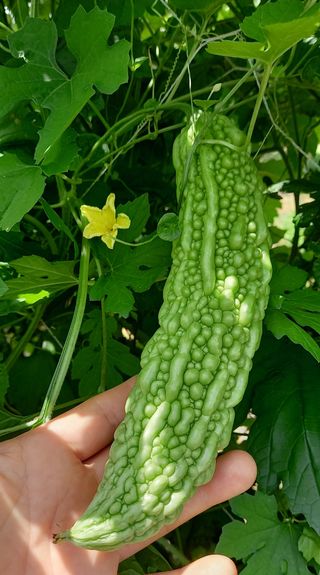 반디불농장님의 그동안 생산한 농작물은? · 참여글 작성글 사진