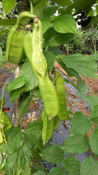 반디불농장님의 그동안 생산한 농작물은? · 참여글 작성글 사진